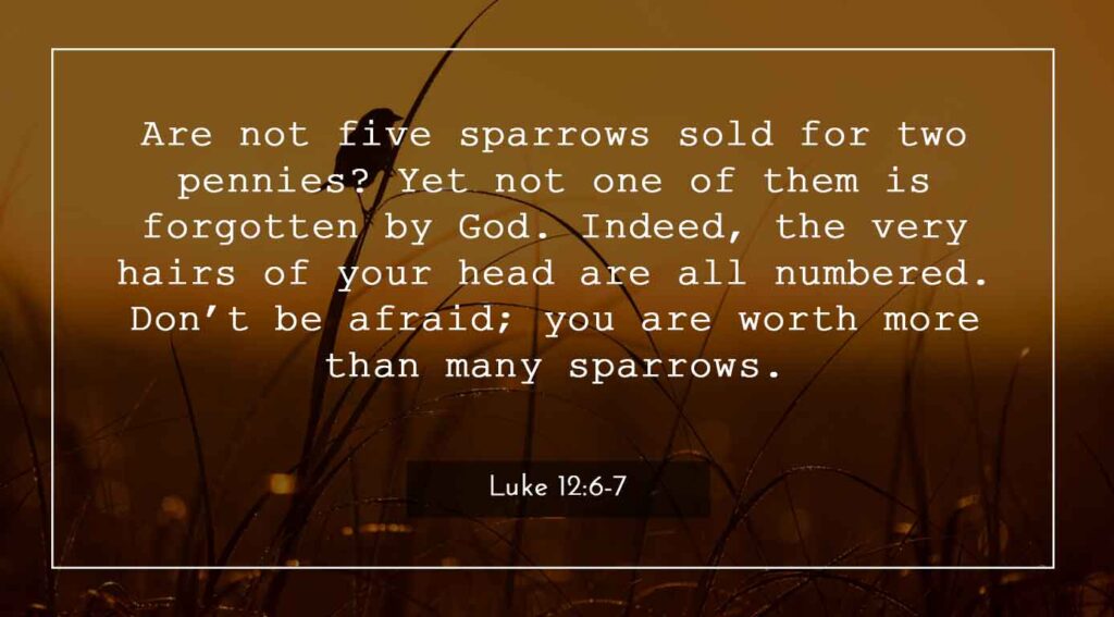 Luke 12:6-7